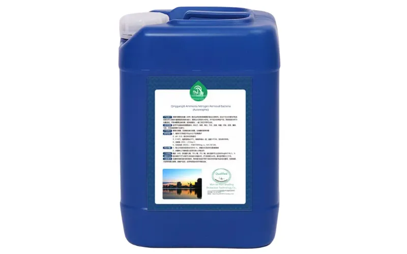 Bactéries d'élimination de l'azote ammoniacal (autotrophes)